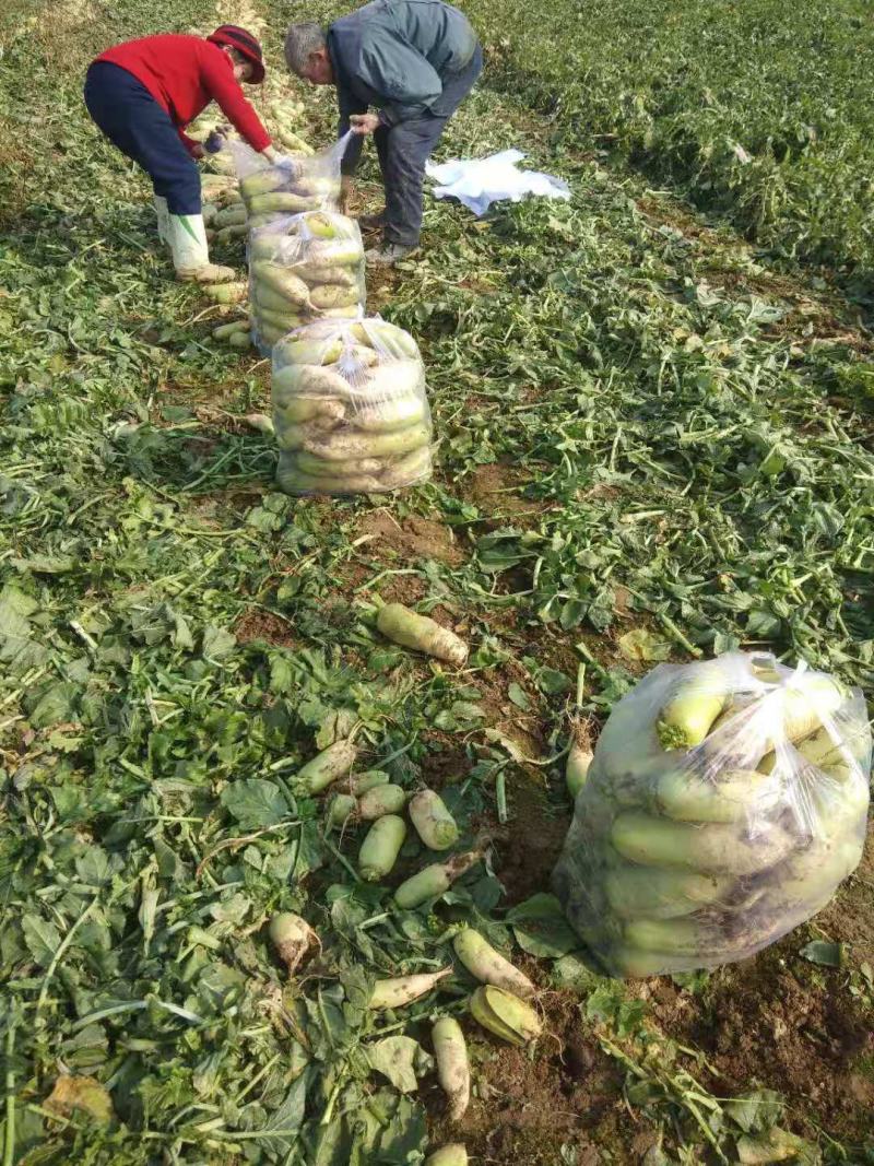 襄阳青萝卜，口感脆甜，基地货，质量好，价格优