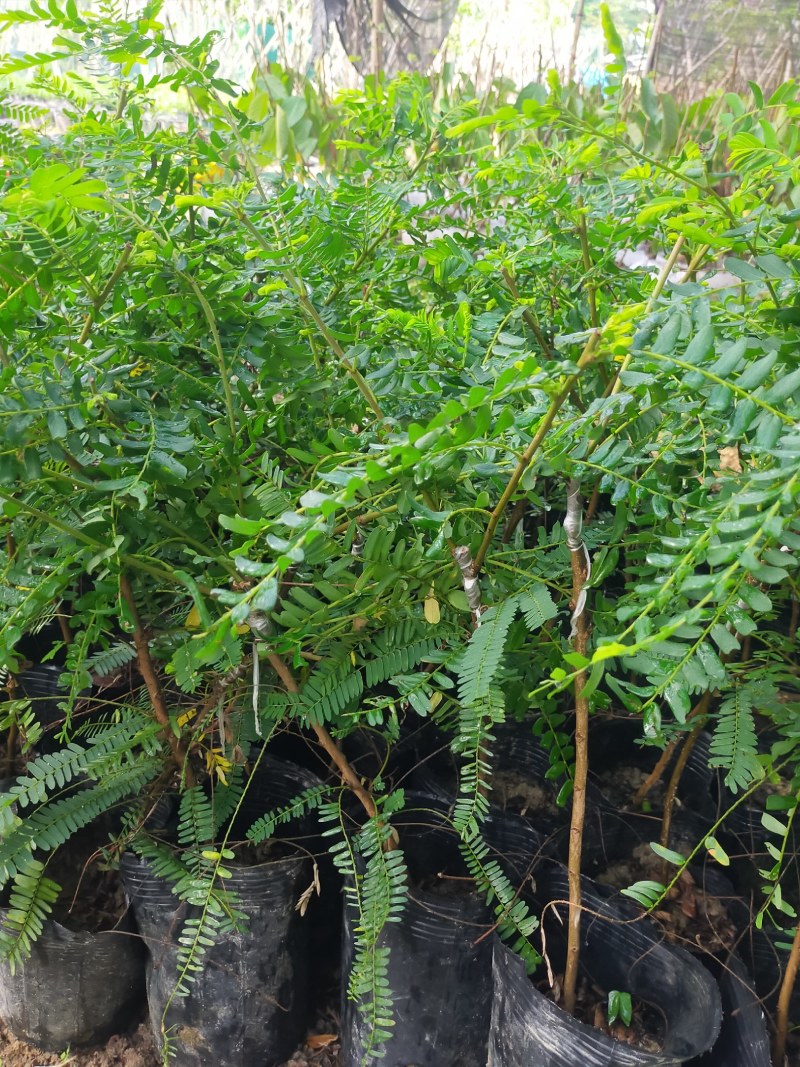 甜余甘苗，正宗的云落余甘，中杯，白袋都有。