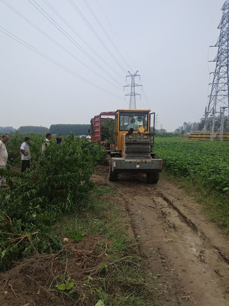 5-8-10公分占地桃树大量供应土球裸根均可操作