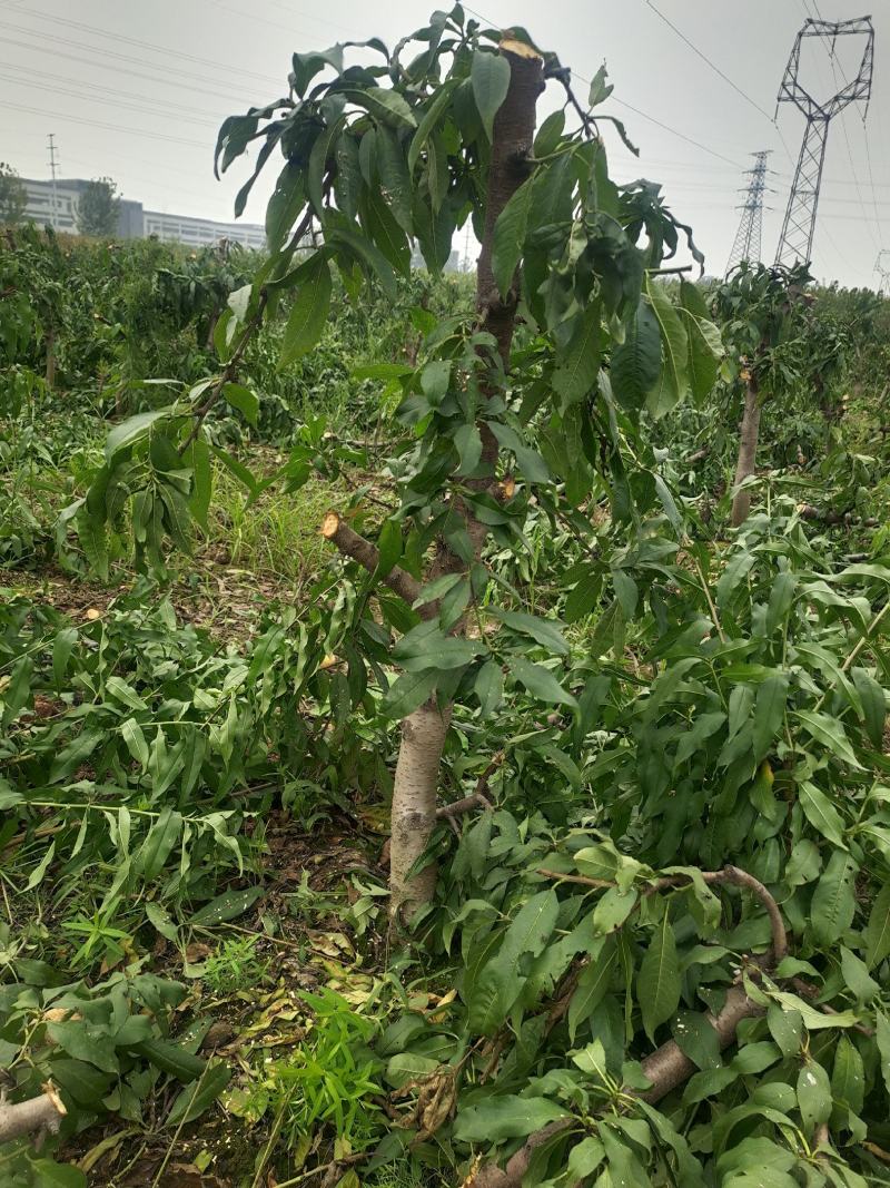 5-8-10公分占地桃树大量供应土球裸根均可操作