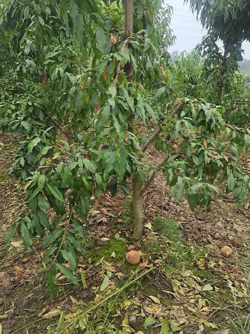 5-8-10公分占地桃树大量供应土球裸根均可操作