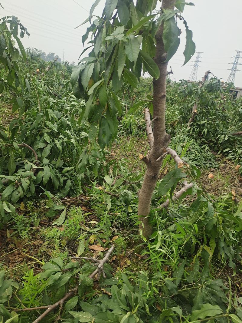 5-8-10公分占地桃树大量供应土球裸根均可操作