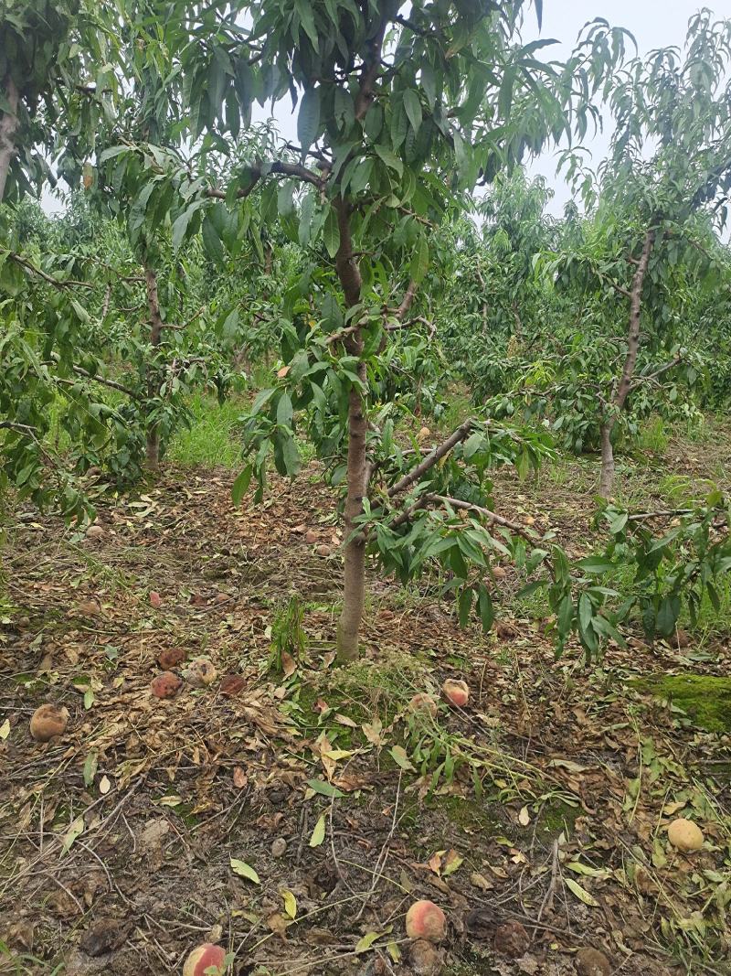 5-8-10公分占地桃树大量供应土球裸根均可操作