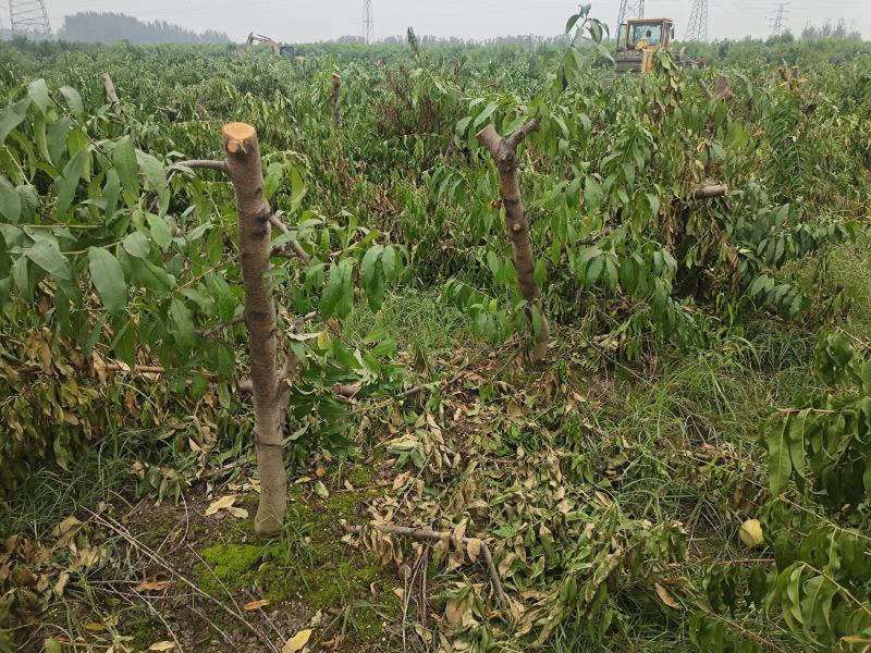 5-8-10公分占地桃树大量供应土球裸根均可操作