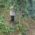 5-8-10公分占地桃树大量供应土球裸根均可操作