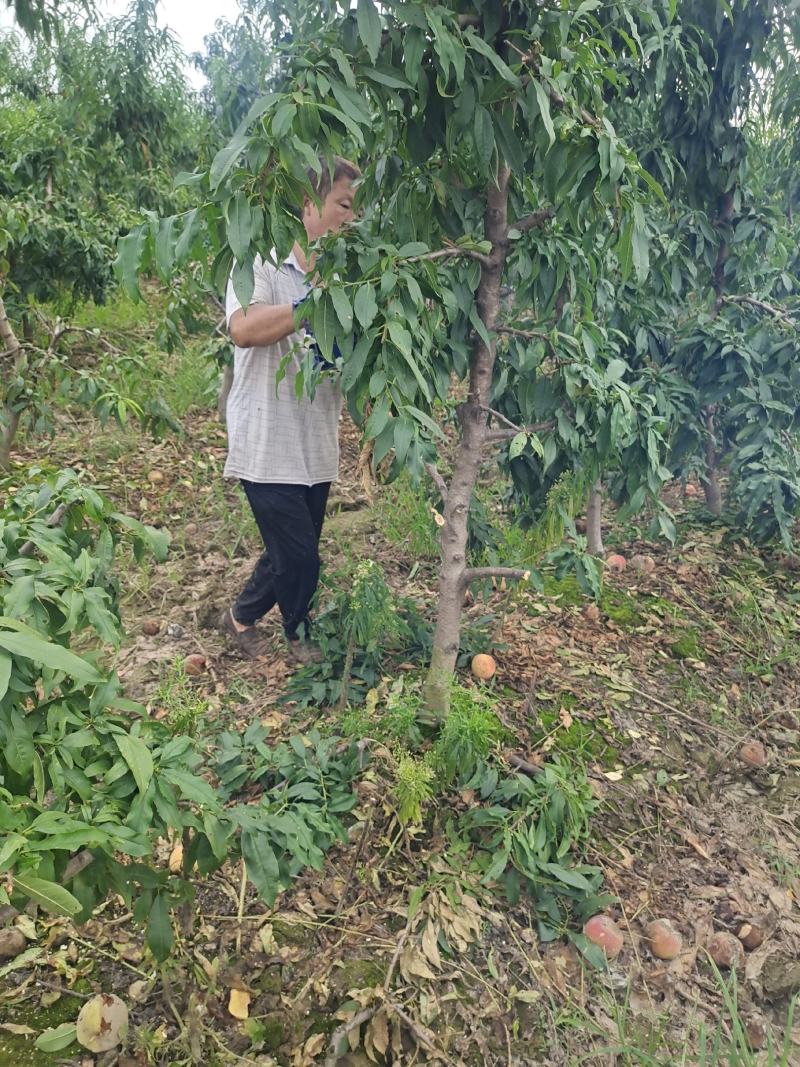 5-8-10公分占地桃树大量供应土球裸根均可操作
