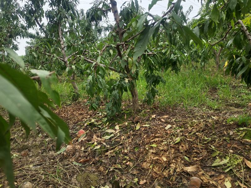 5-8-10公分占地桃树大量供应土球裸根均可操作