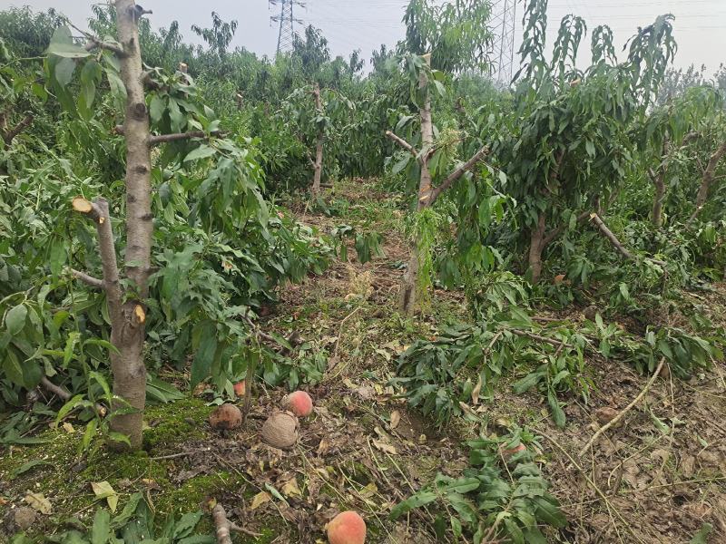 5-8-10公分占地桃树大量供应土球裸根均可操作
