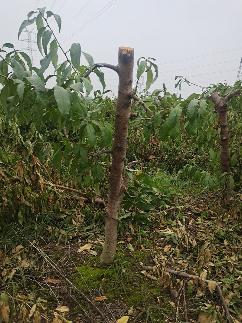 5-8-10公分占地桃树大量供应土球裸根均可操作