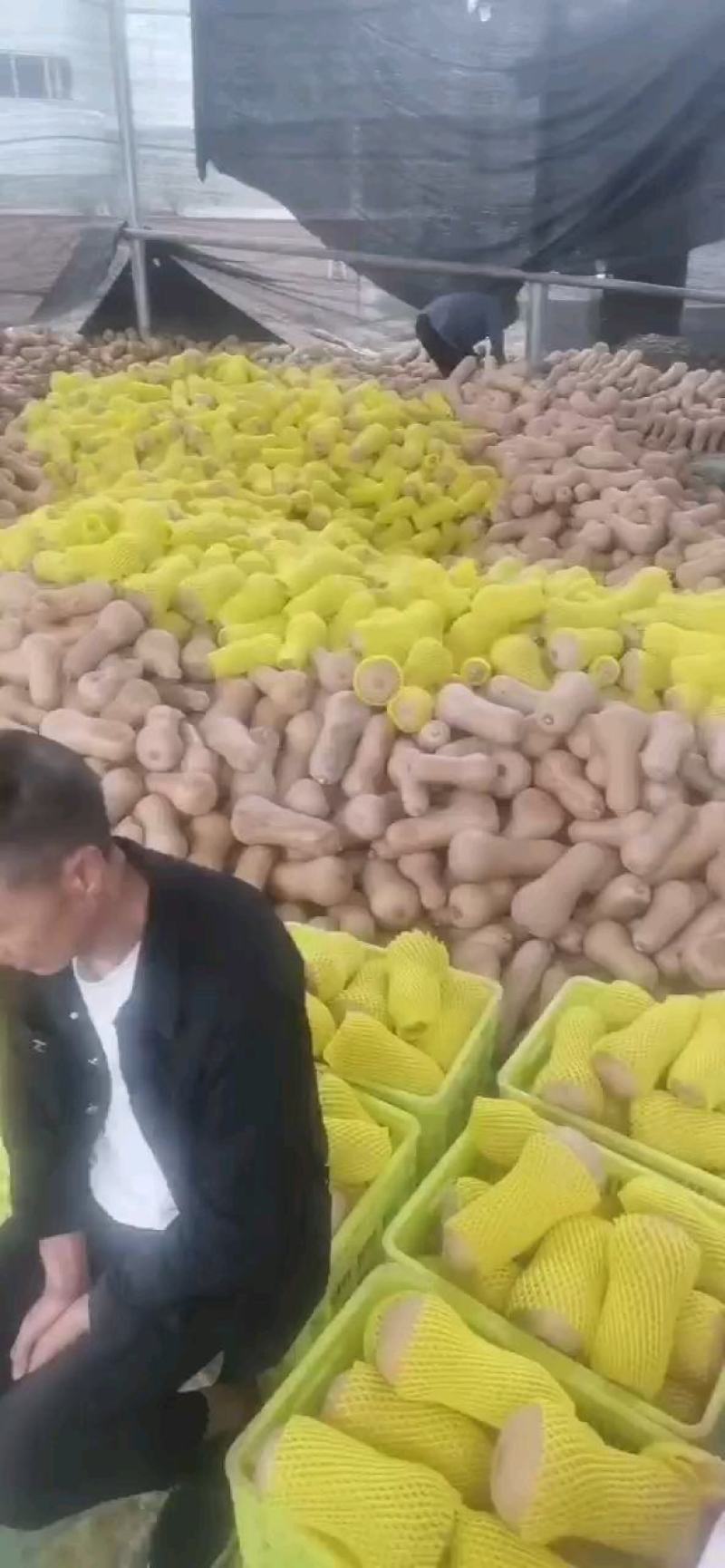 产地直供精品奶油南瓜，甜度，老度，缅度都是没问题的