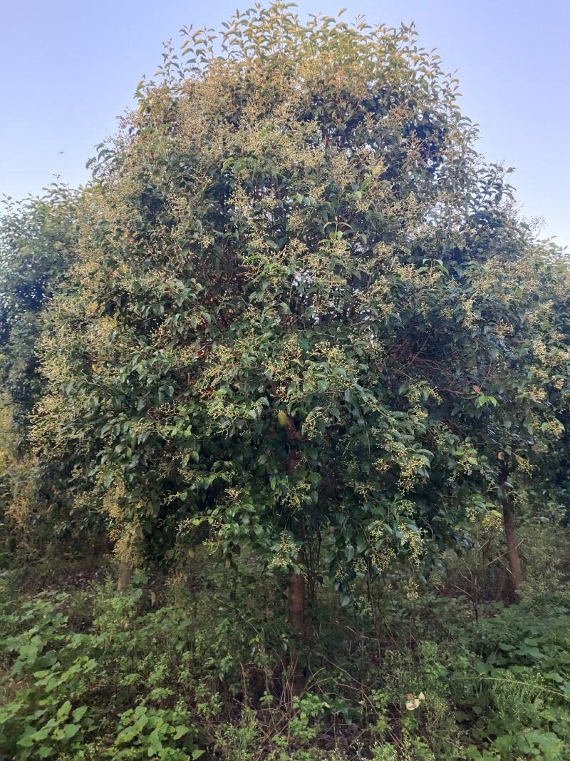 河南南阳大叶女贞自家种植基地规格齐全欢迎采购