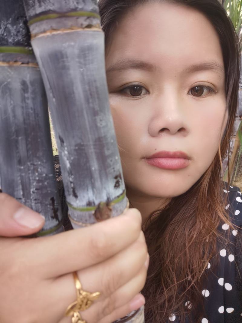纯正广西黑皮甘蔗供应产地，结巴均匀，口感甜脆，提供回程车