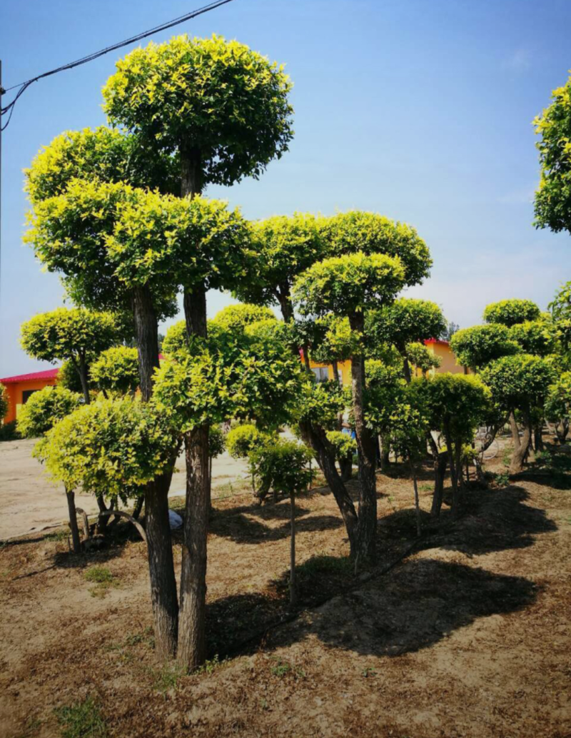 造型金叶榆3.5/4.0/4.5米规格齐全成活率高价格优
