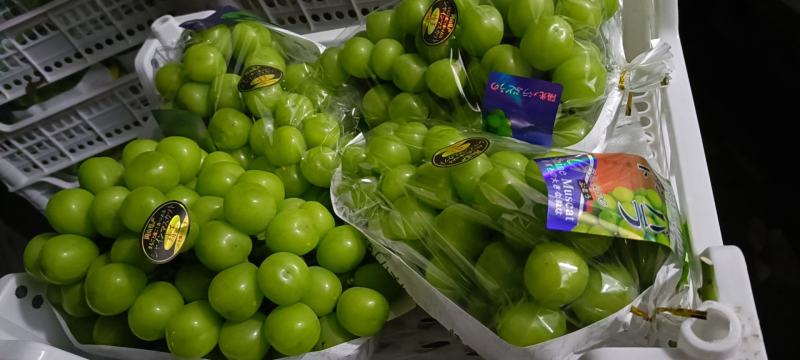 陕西葡萄大荔精品阳光玫瑰大量有货，产地直供量大从优
