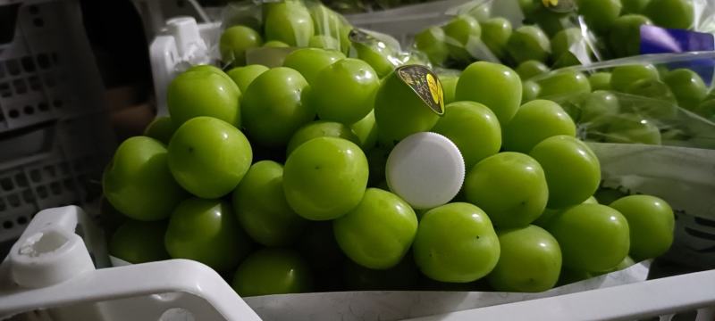 陕西葡萄大荔精品阳光玫瑰大量有货，产地直供量大从优