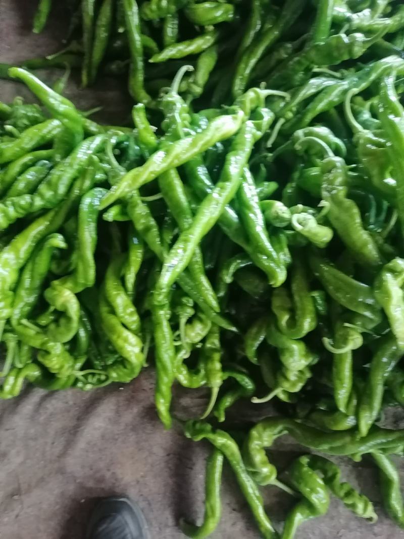 河南内黄优质大棚尖椒上市，老区种植个个精品，诚信合作