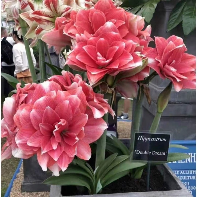朱顶红种球浓香型重瓣种球室内阳台庭院种植盆栽植物花卉