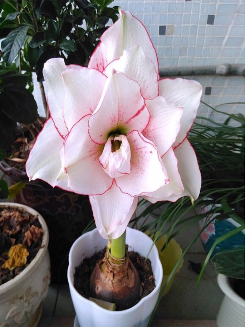 朱顶红种球浓香型重瓣种球室内阳台庭院种植盆栽植物花卉