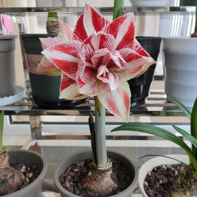 朱顶红种球浓香型重瓣种球室内阳台庭院种植盆栽植物花卉