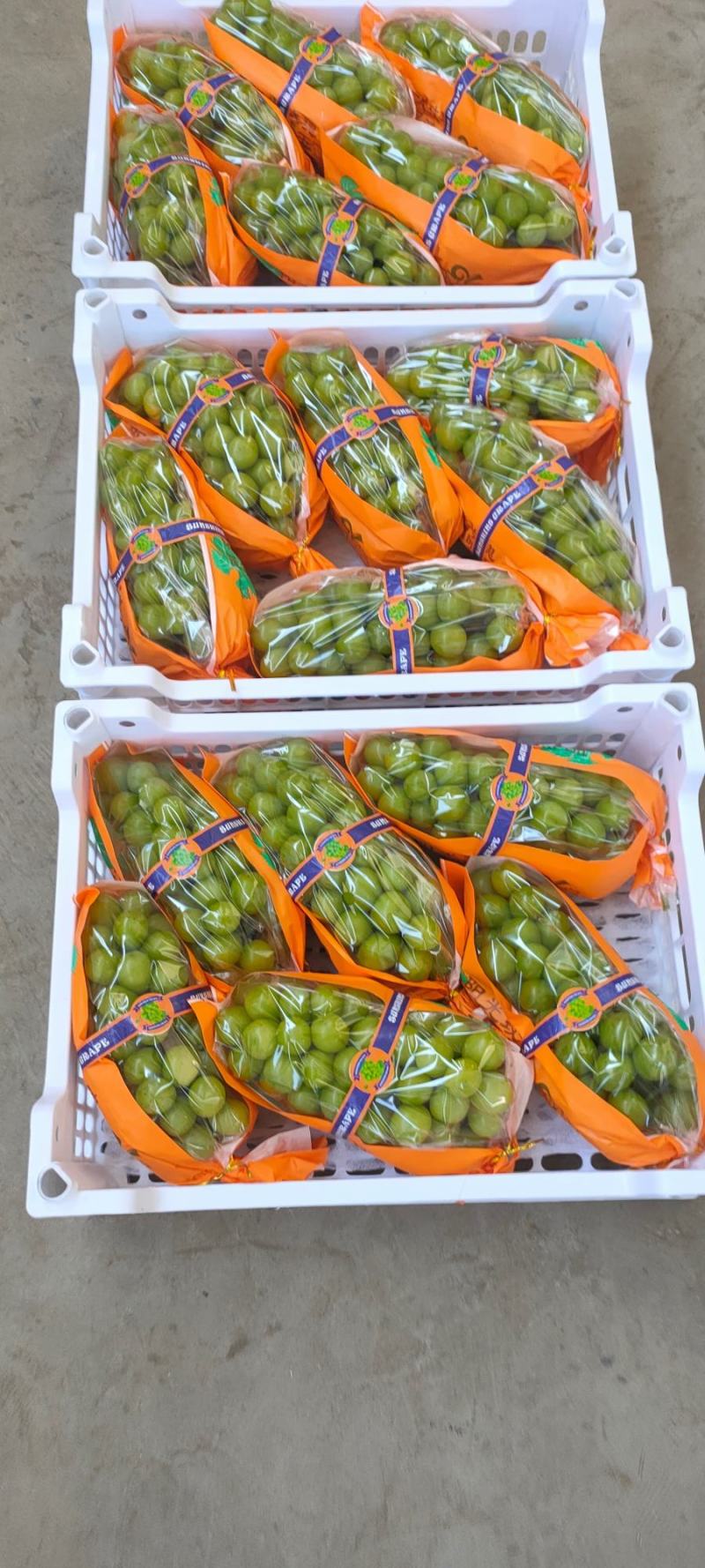 阳光玫瑰基地直批脆陕西阳光玫瑰量大从优，产地直供，