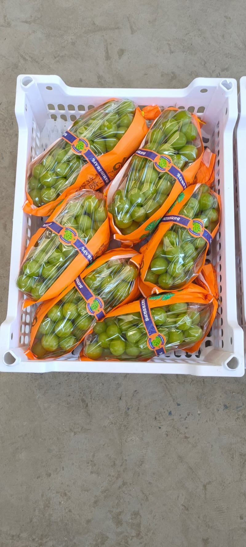 阳光玫瑰基地直批脆陕西阳光玫瑰量大从优，产地直供，