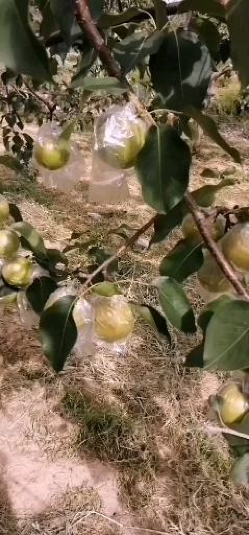 来自高原山区的隰县玉露香梨，皮薄，水大：无渣，糖度高