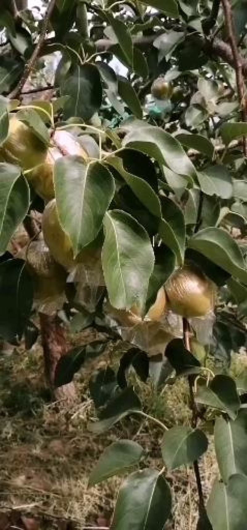 来自高原山区的隰县玉露香梨，皮薄，水大：无渣，糖度高