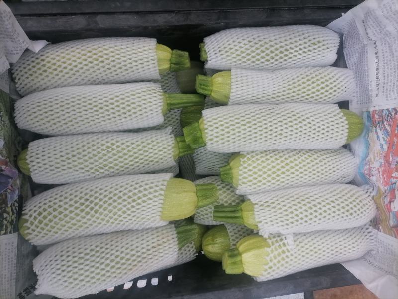 精品绿皮西葫芦（小瓜）质优价廉，欢迎采购，量大