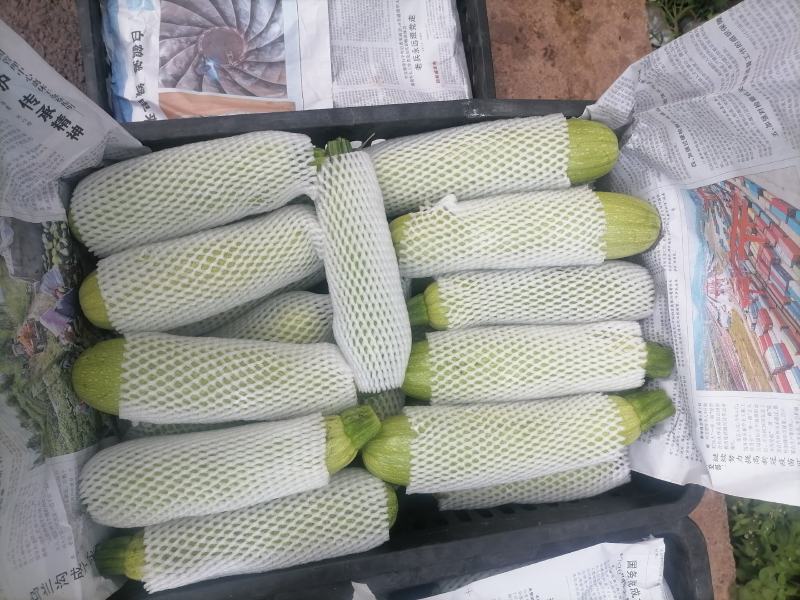 精品绿皮西葫芦（小瓜）质优价廉，欢迎采购，量大