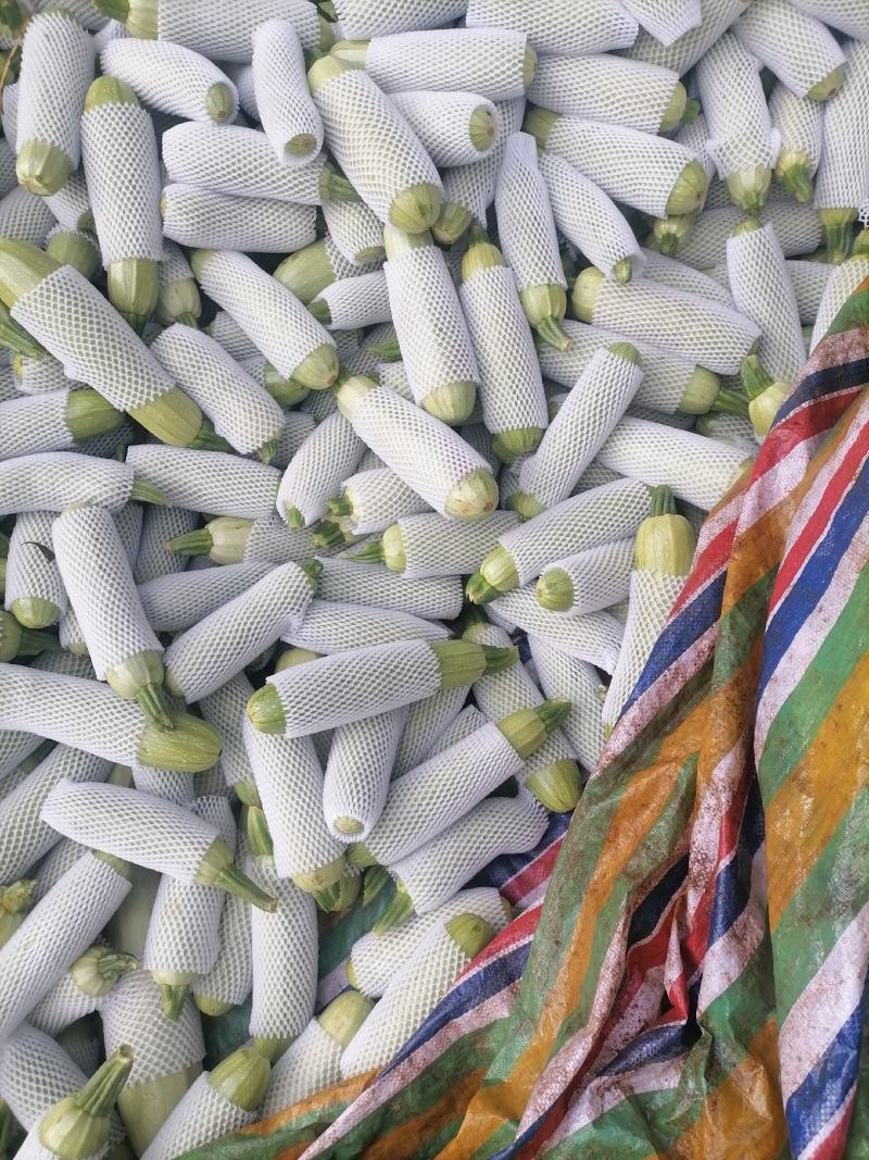 精品绿皮西葫芦（小瓜）质优价廉，欢迎采购，量大