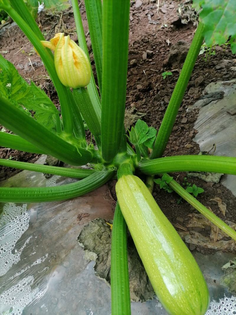 精品绿皮西葫芦（小瓜）质优价廉，欢迎采购，量大
