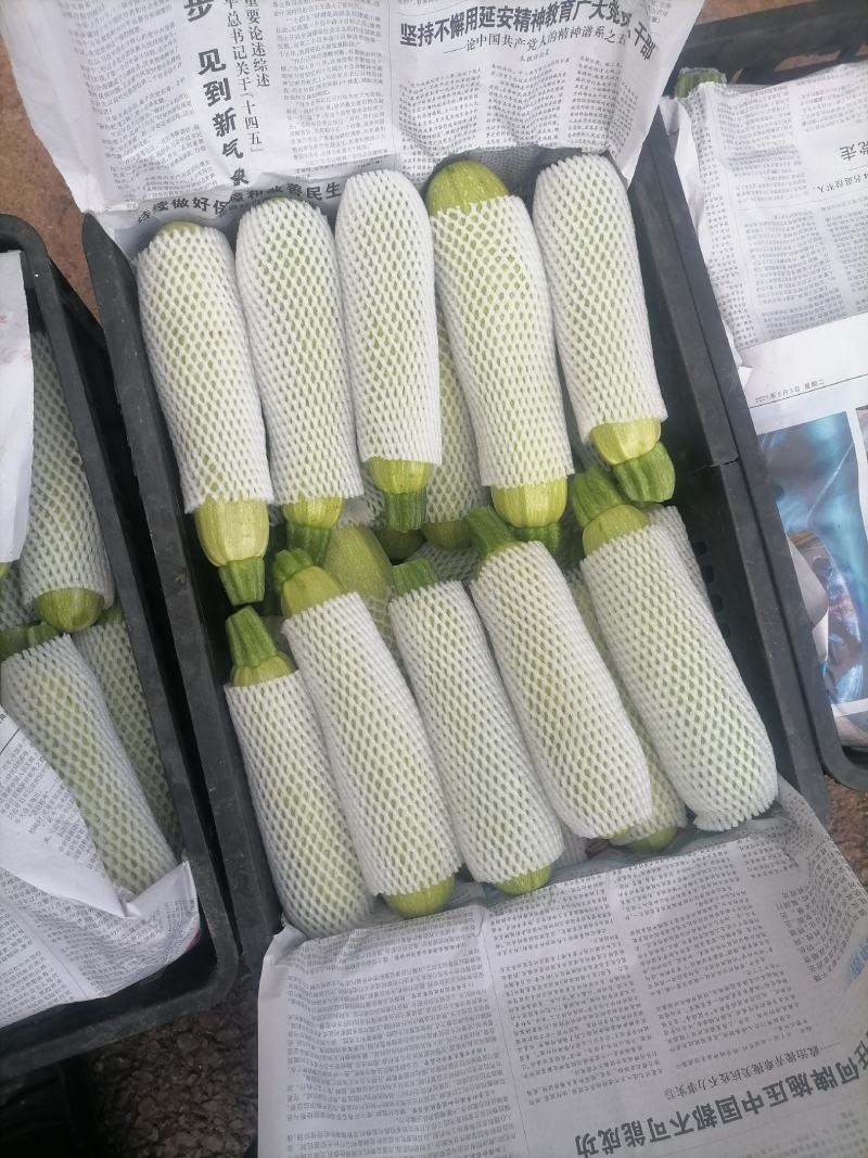 精品绿皮西葫芦（小瓜）质优价廉，欢迎采购，量大