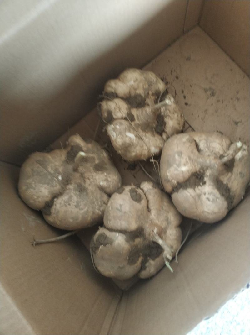 湖北凉薯大量上市中需要的老板联系