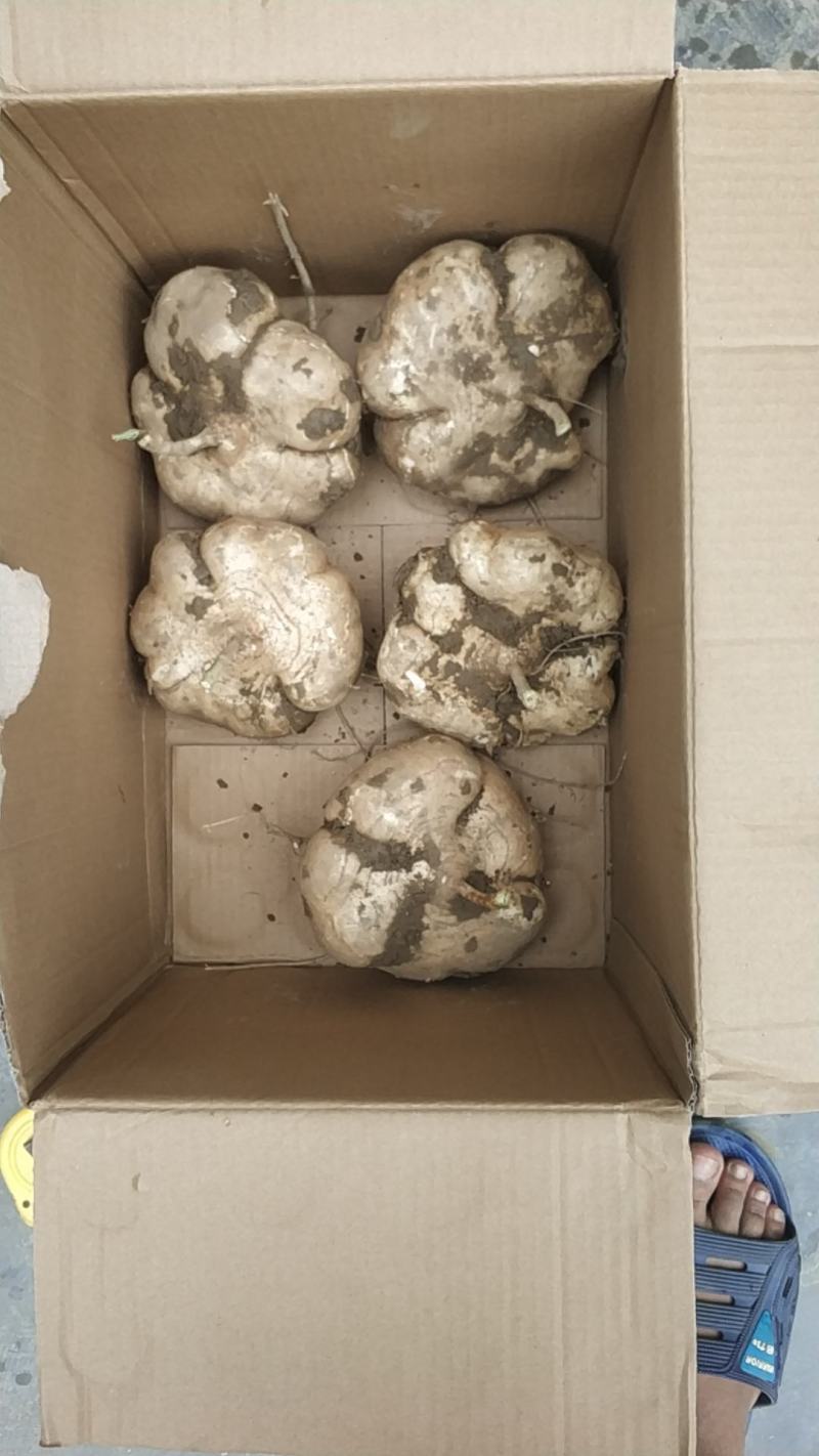湖北凉薯大量上市中需要的老板联系