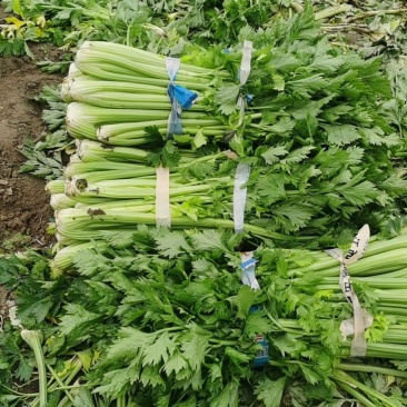 精品西芹，货好，需要的老板联系，山西省朔州市山阴县