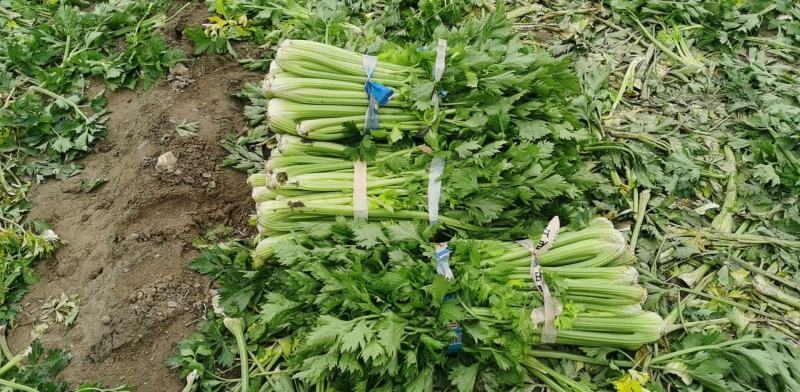 精品西芹，货好，需要的老板联系，山西省朔州市山阴县