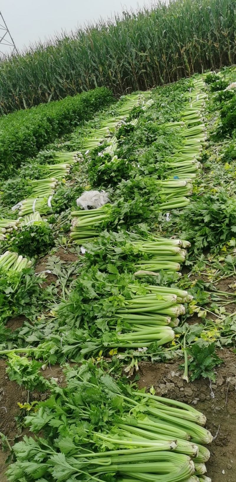 精品西芹，货好，需要的老板联系，山西省朔州市山阴县