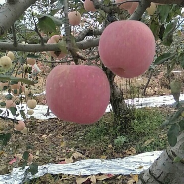 陕西纸袋红富士苹果