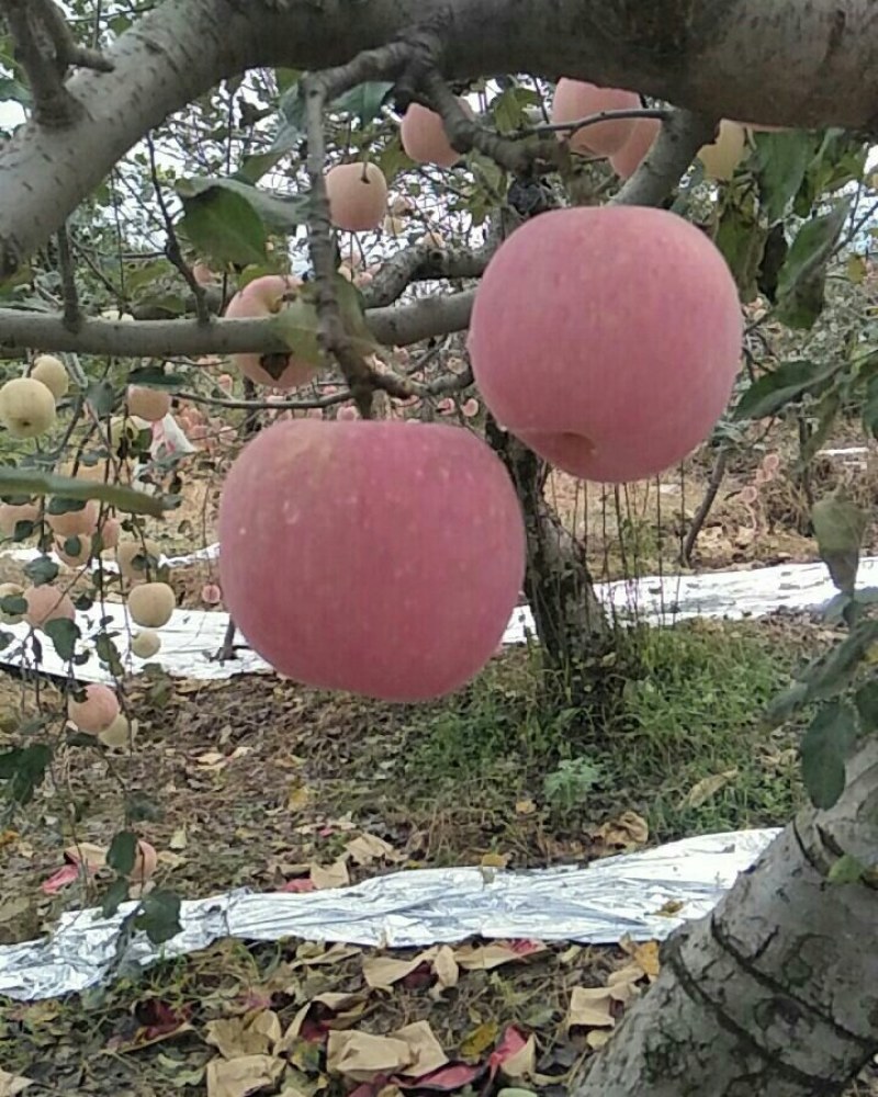 陕西纸袋红富士苹果