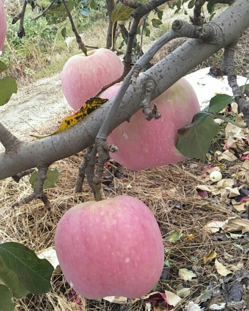 陕西纸袋红富士苹果