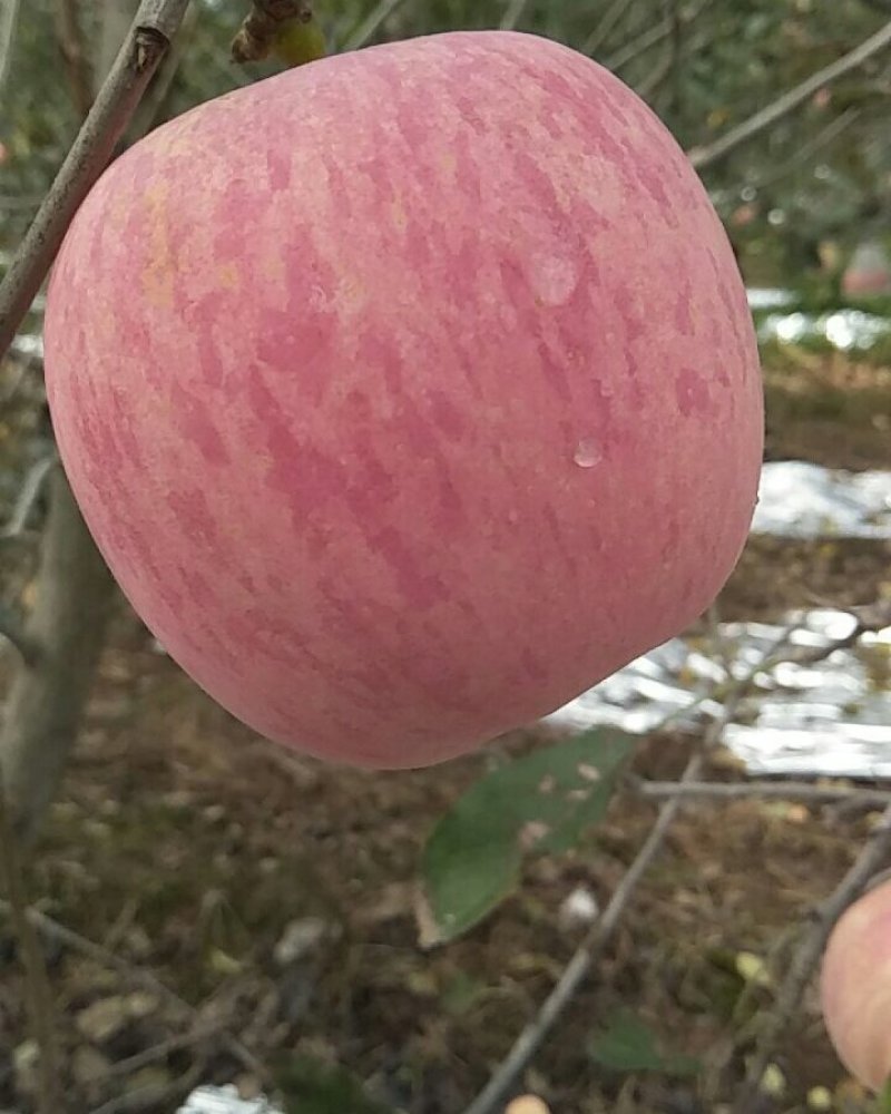 陕西纸袋红富士苹果