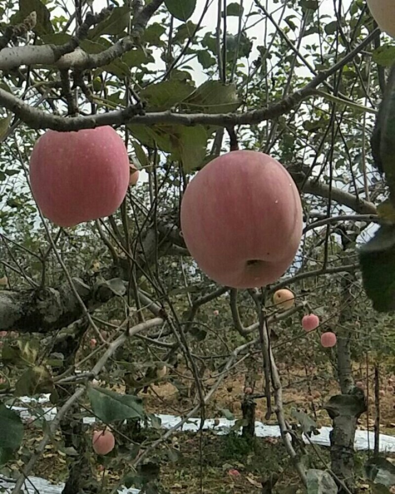 陕西纸袋红富士苹果