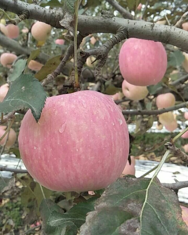 陕西纸袋红富士苹果