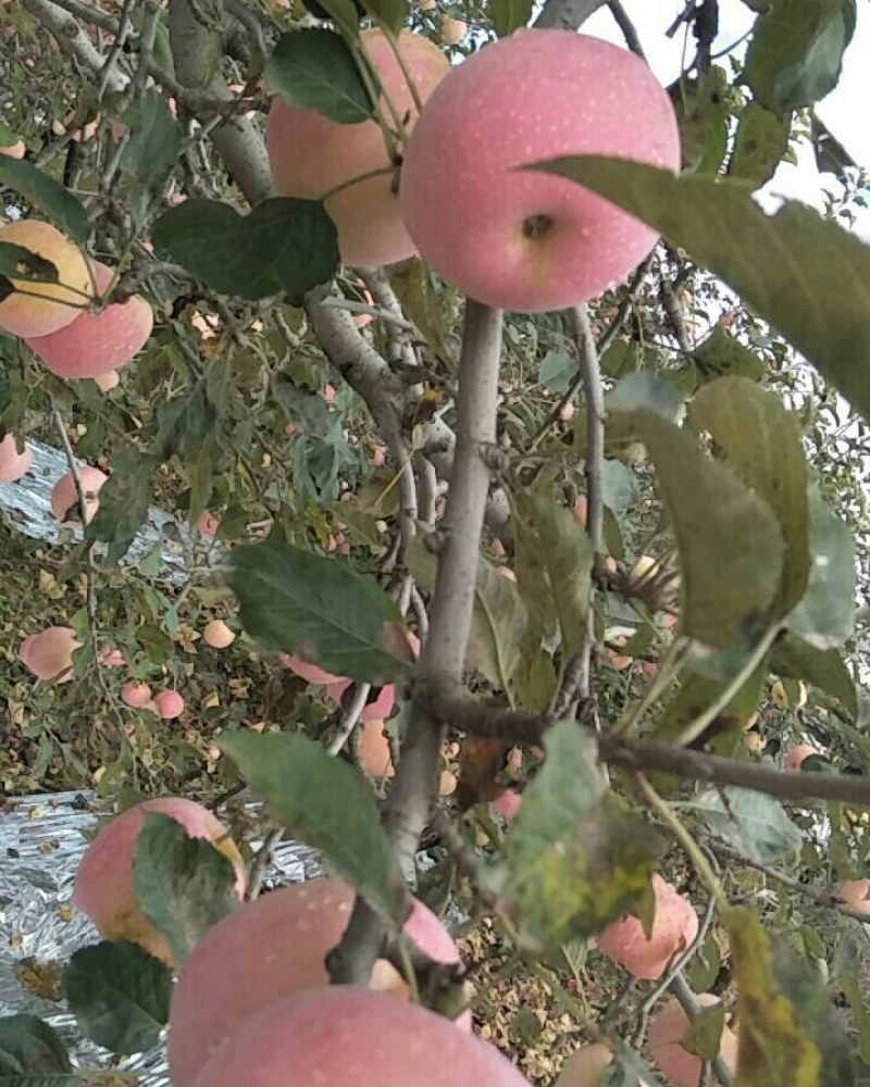 陕西纸袋红富士苹果