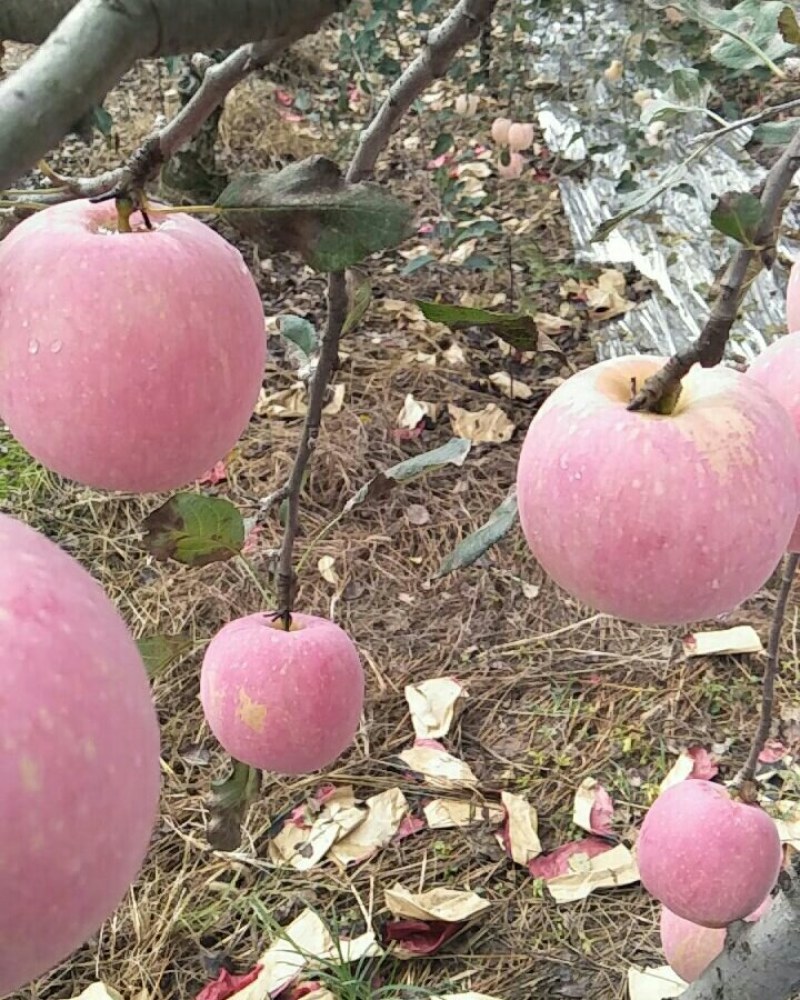 陕西纸袋红富士苹果