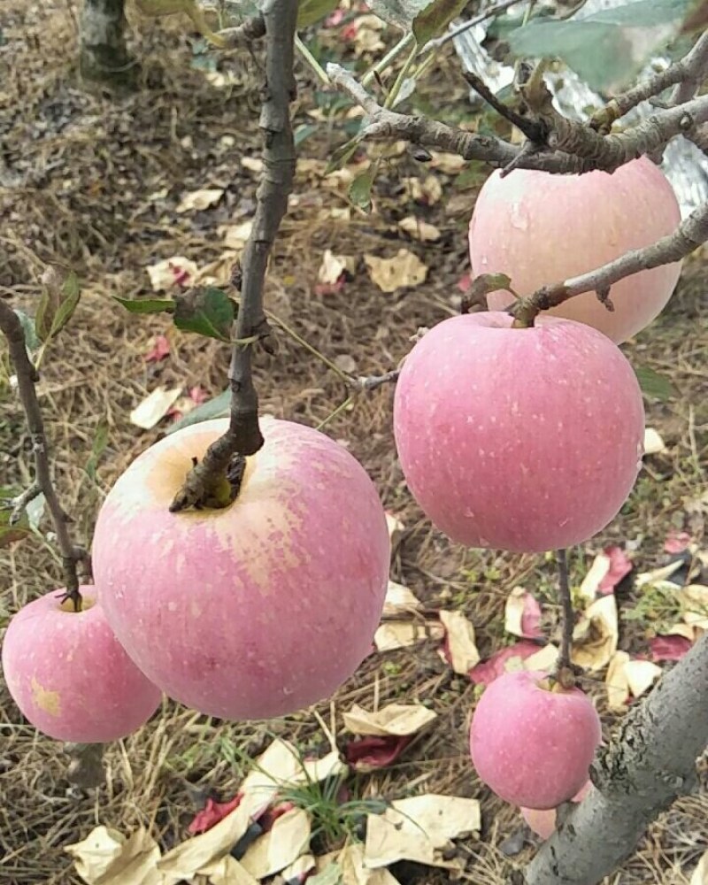 陕西纸袋红富士苹果