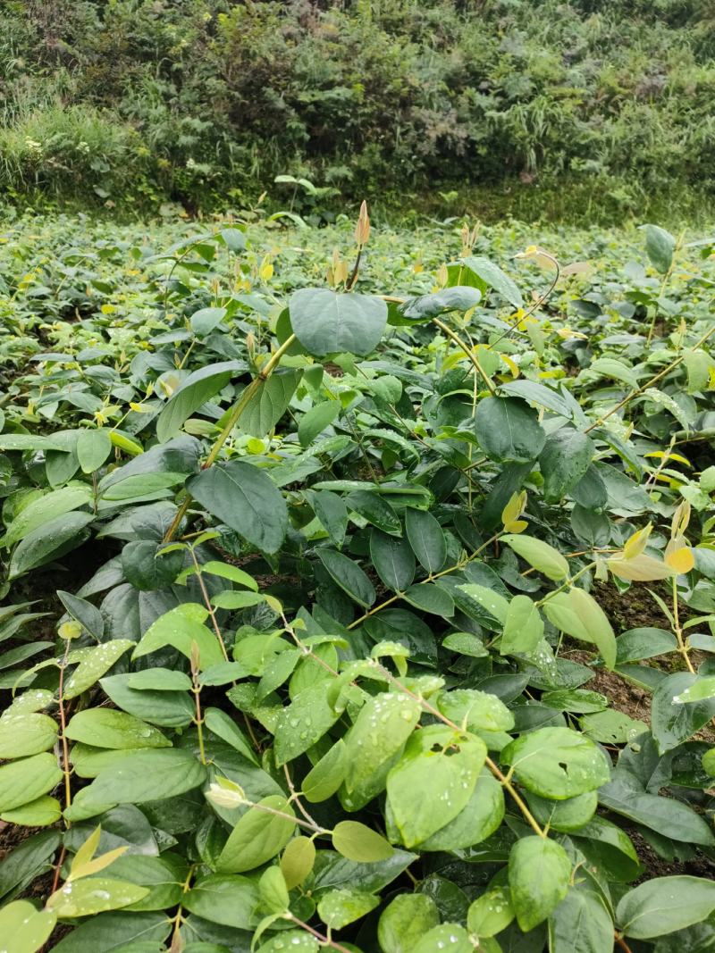 湘蕾金银花花王苗，隆回小沙江产地直供，产量高，适南北栽种