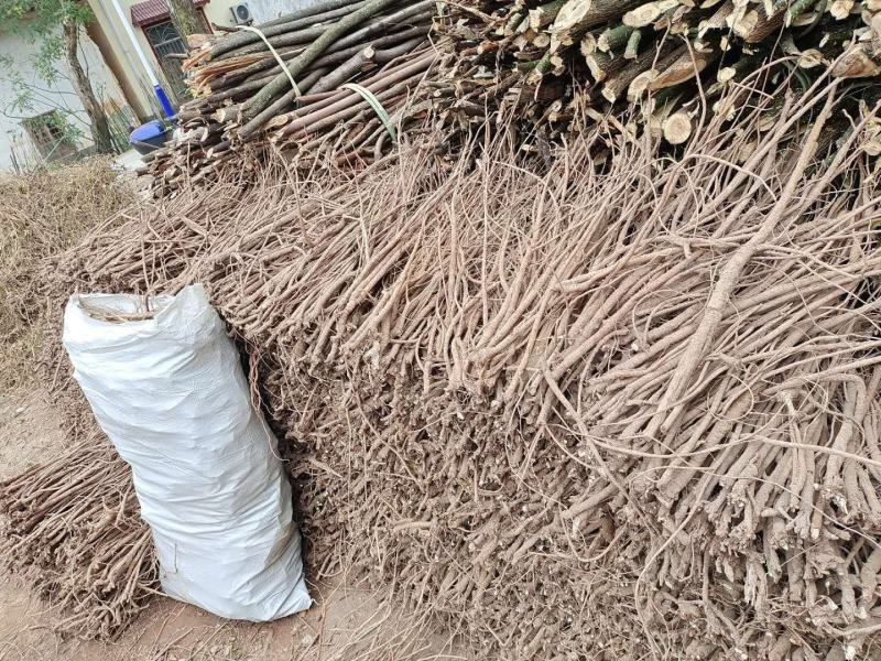 小叶千斤拔种子大量供应产地一手货源价格优惠