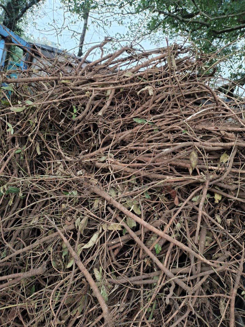 小叶千斤拔种子大量供应产地一手货源价格优惠