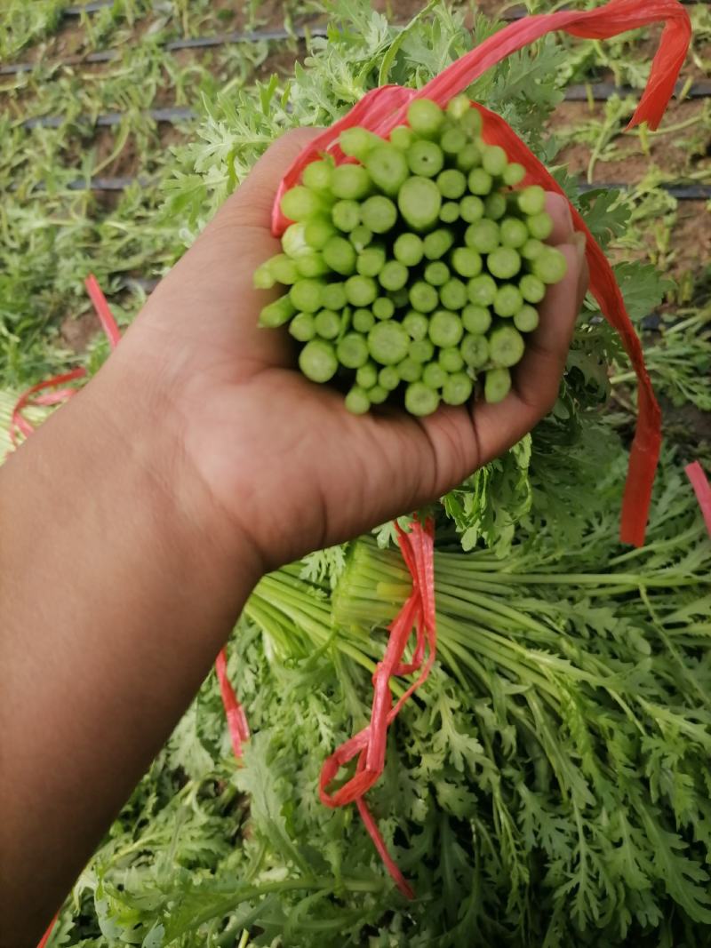 张北茼蒿